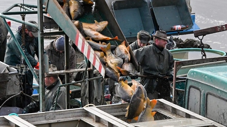 Fotoreportáž z výlovu rybníku Hvězda