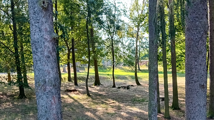 Poblíž fotbalového hřiště byly vykáceny smrky napadené kůrovcem