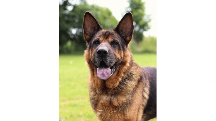 Život strávil na řetězu, přesto mu zůstala skvělá povaha. Bakkaro z lanškrounského útulku hledá domov