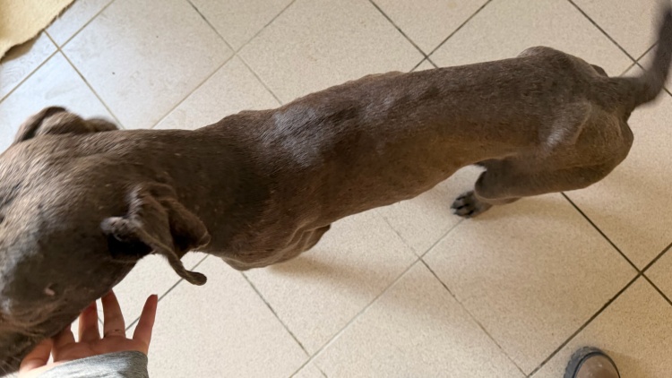 Fenka z nezvládnutého chovu v Pohořelicích našla útočiště v útulku v Lanškrouně