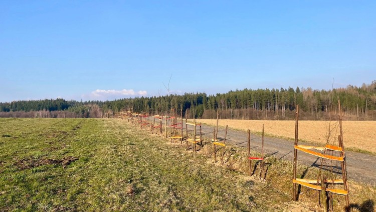 K Bendovu rybníku už brzy ve stínu stromů